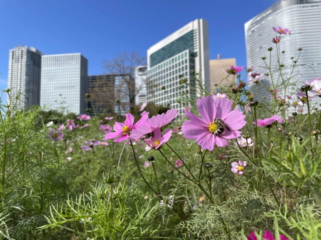 Hamarikyu Gardens View from Flower Garden